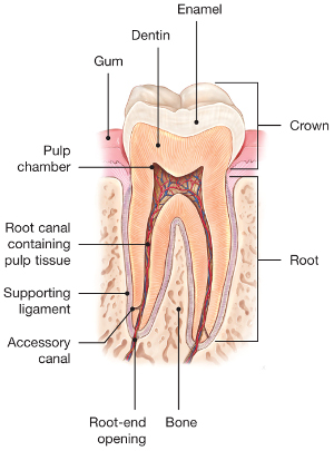 A tooth with normal nerves (pulp) and healthy root canals